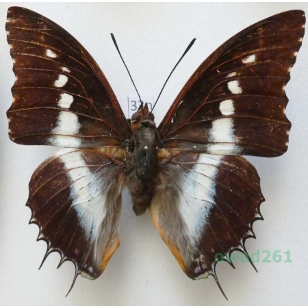 Charaxes brutus andara Ward, 1873 male Madagascar 69mm33n
